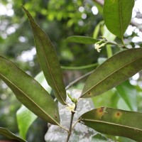 Hunteria zeylanica (Retz.) Gardner ex Thwaites